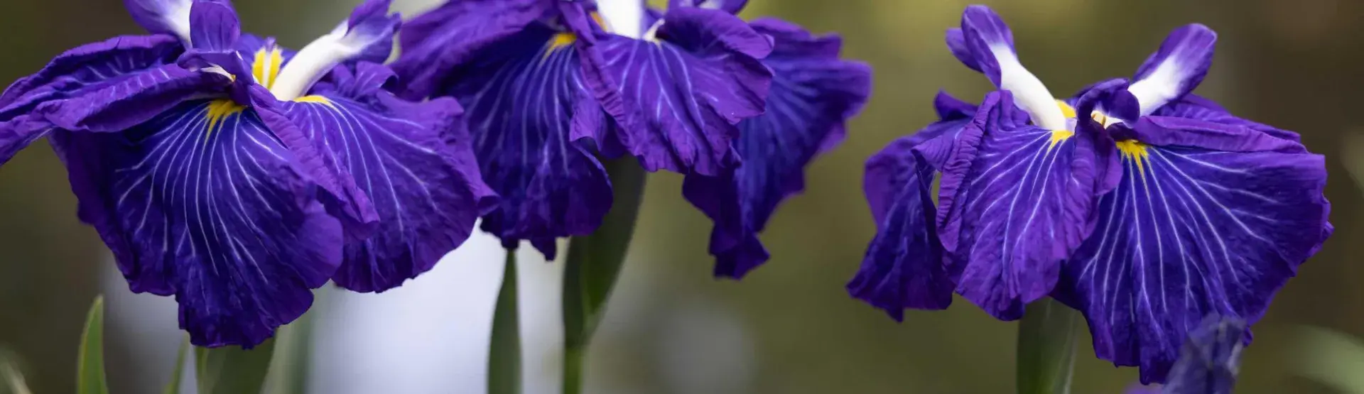 purple iris flowers
