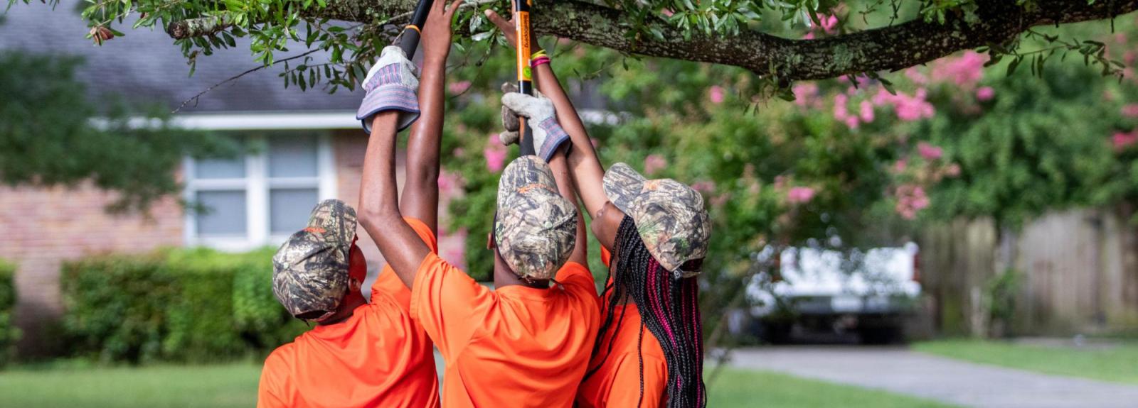 Youth trimming a tree