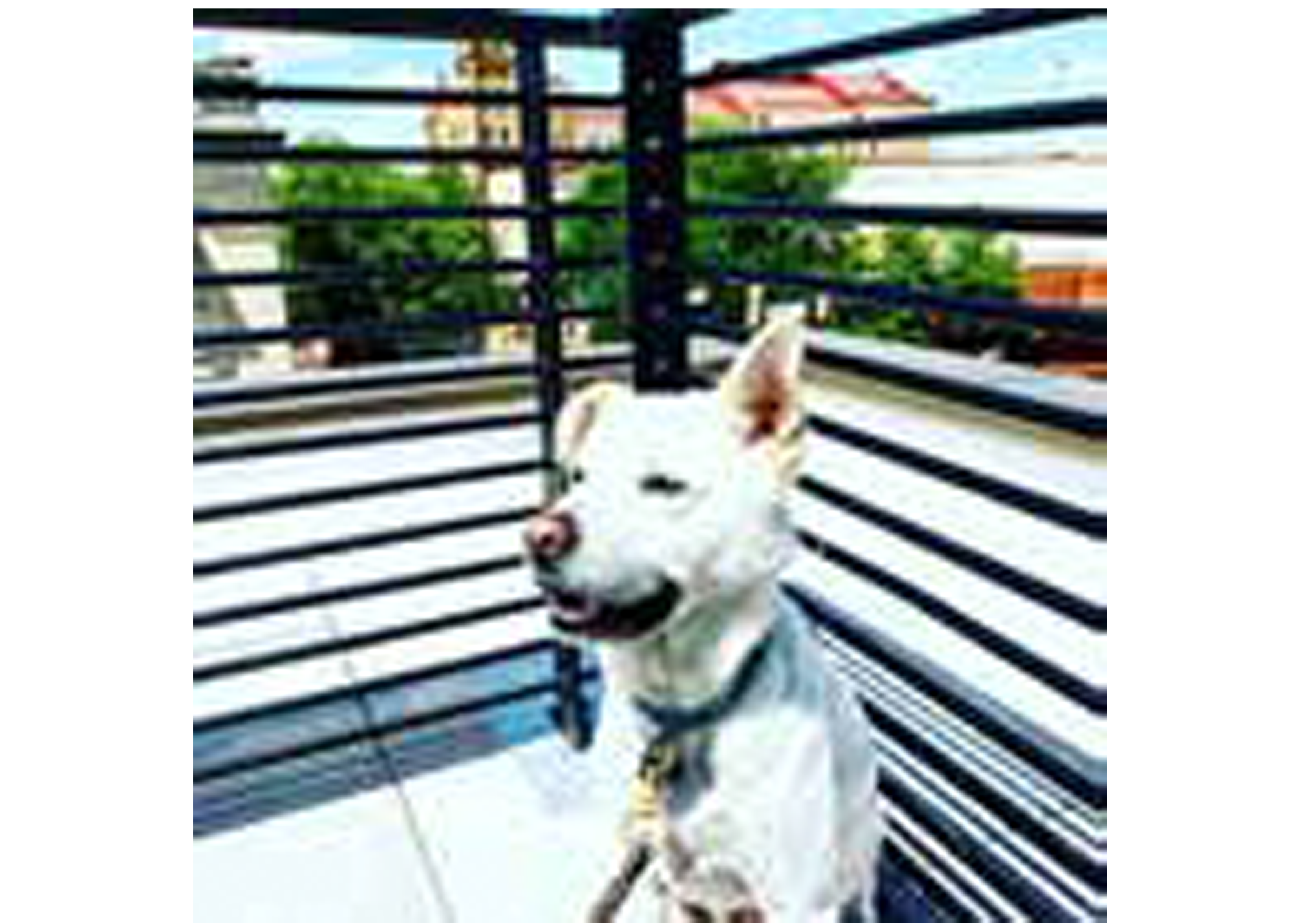 Happy dog on rooftop with Sumter Opera House in background