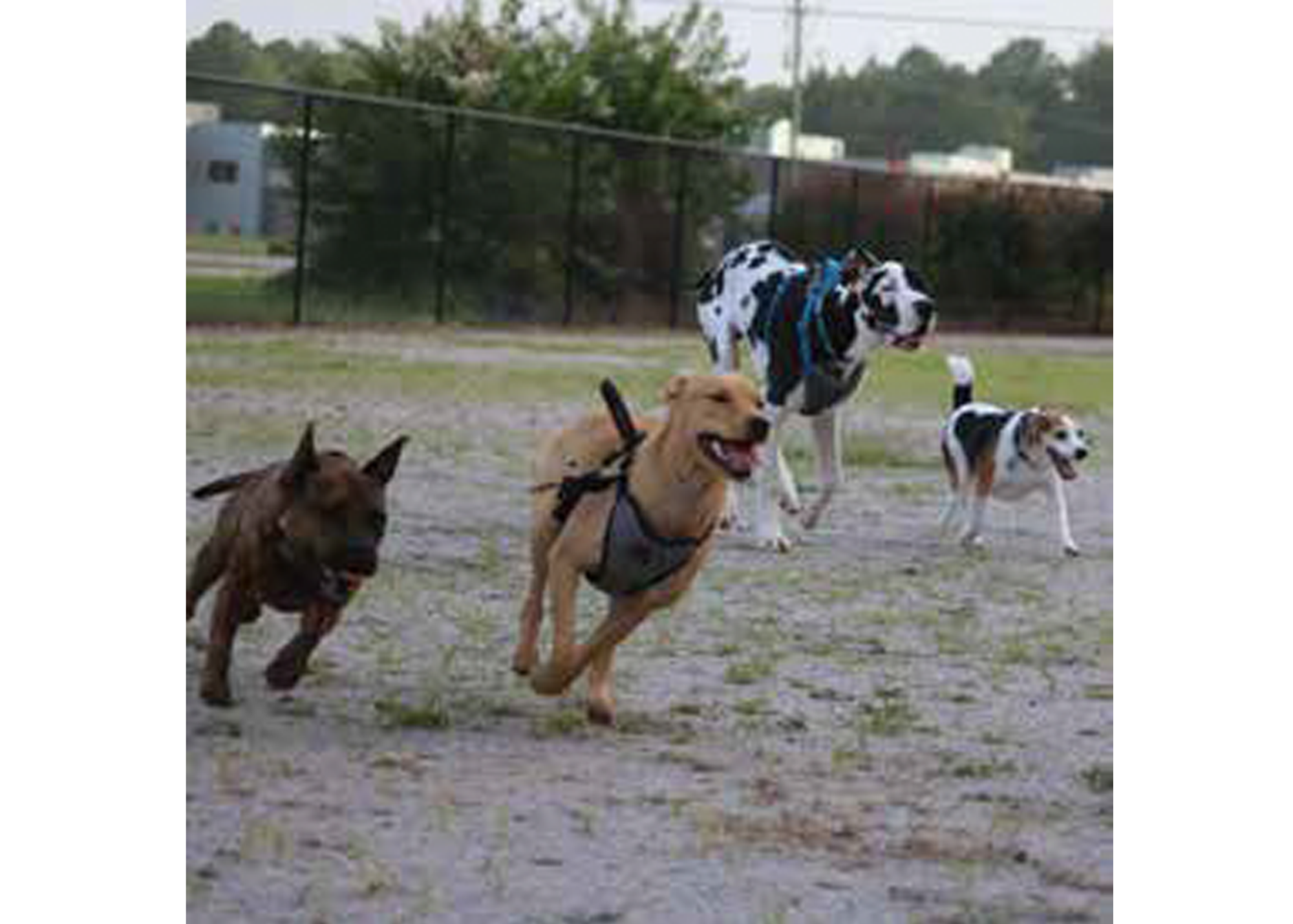 Dogs playing at Sumter Dog Park 