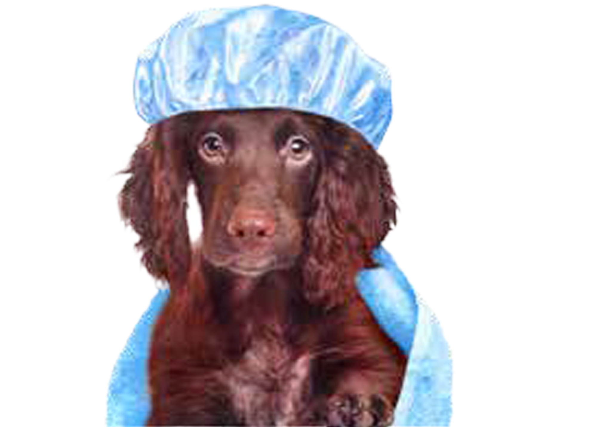 Stock photo of dog wearing a show cap and towel