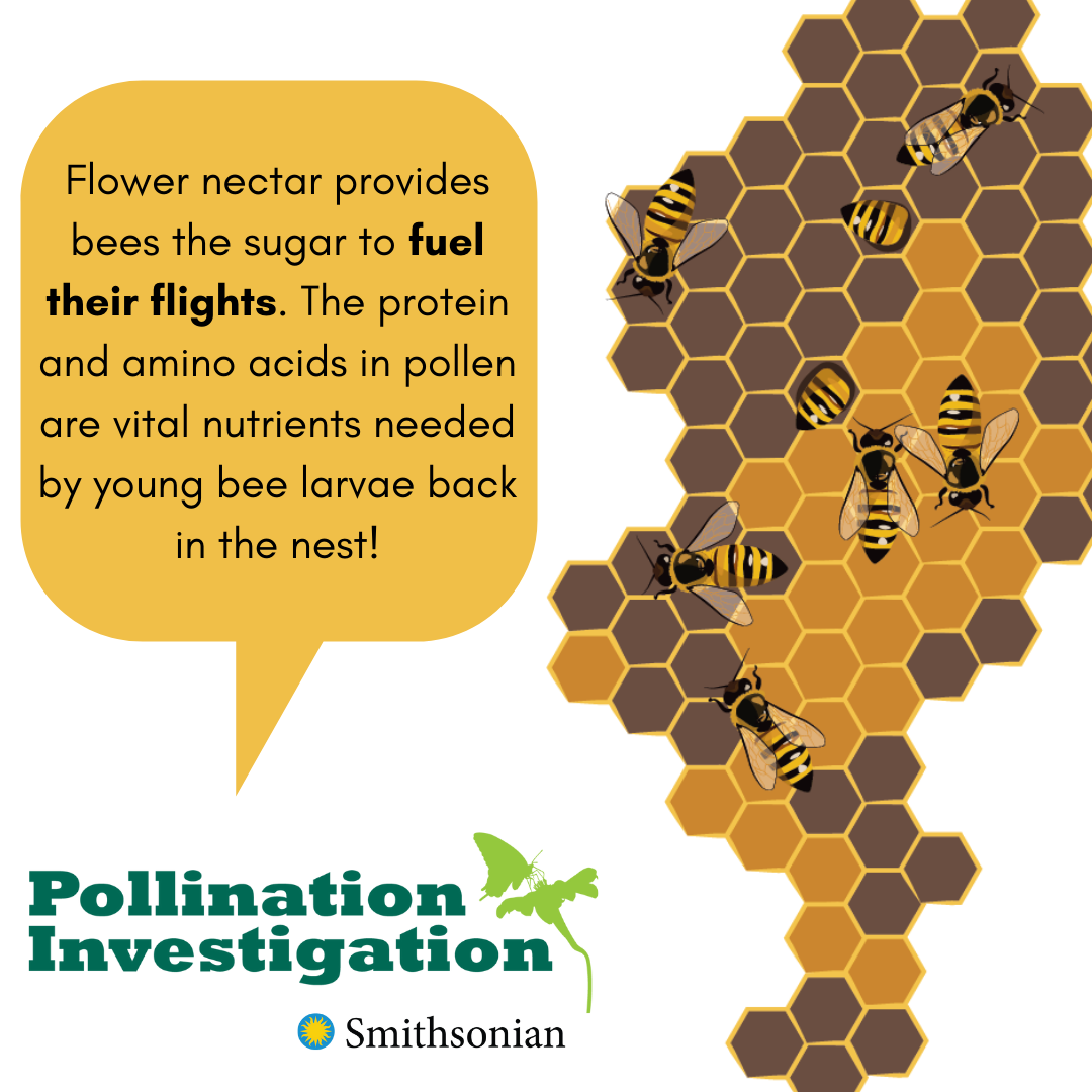 pollination flower nectar
