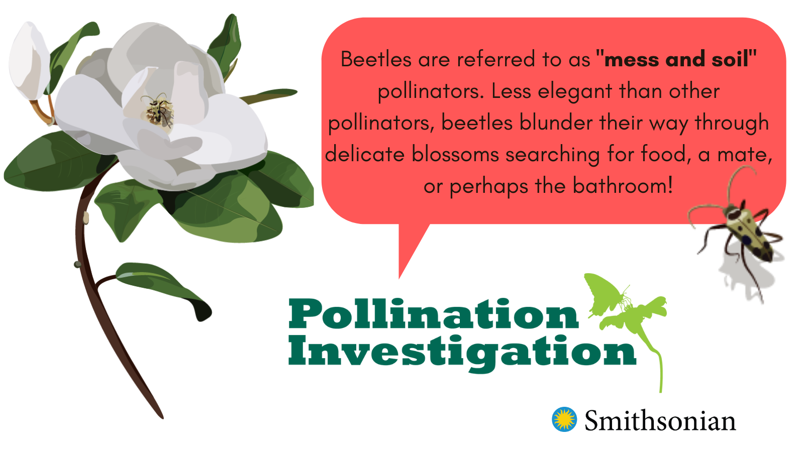 pollination beetles and soil