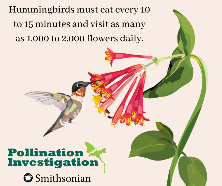 pollination hummingbirds