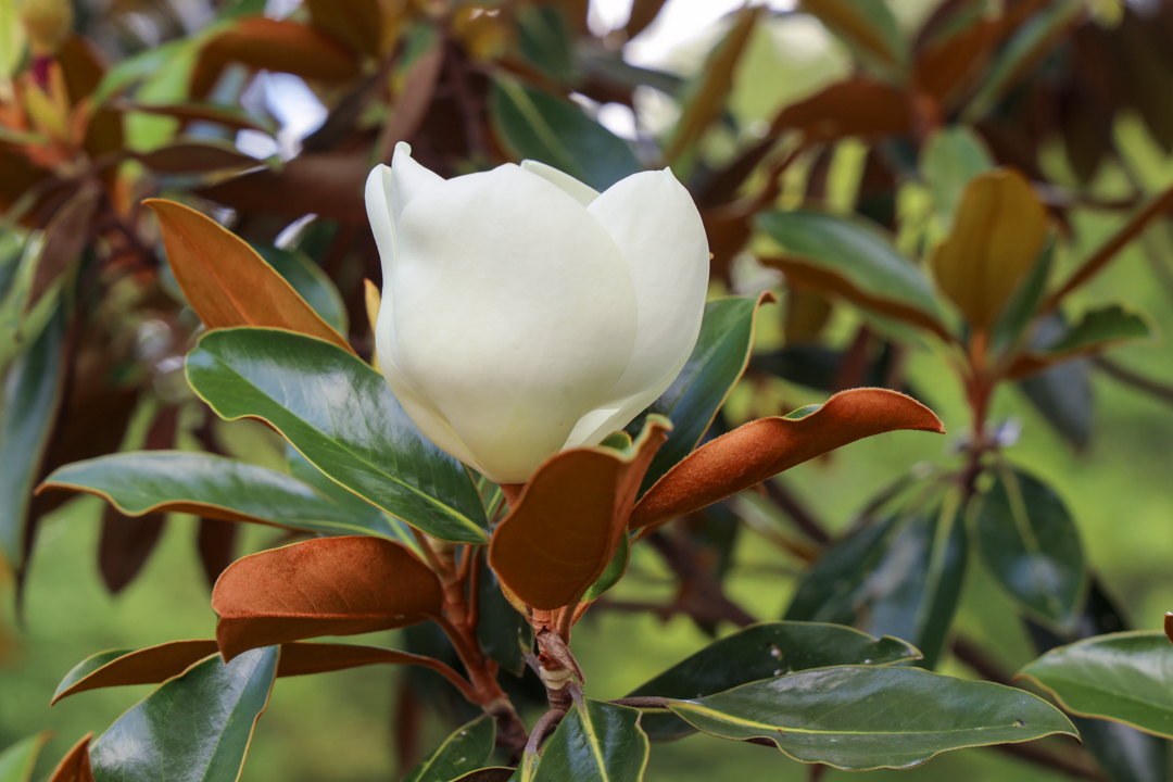 Magnolia Blossom at Memorial Park