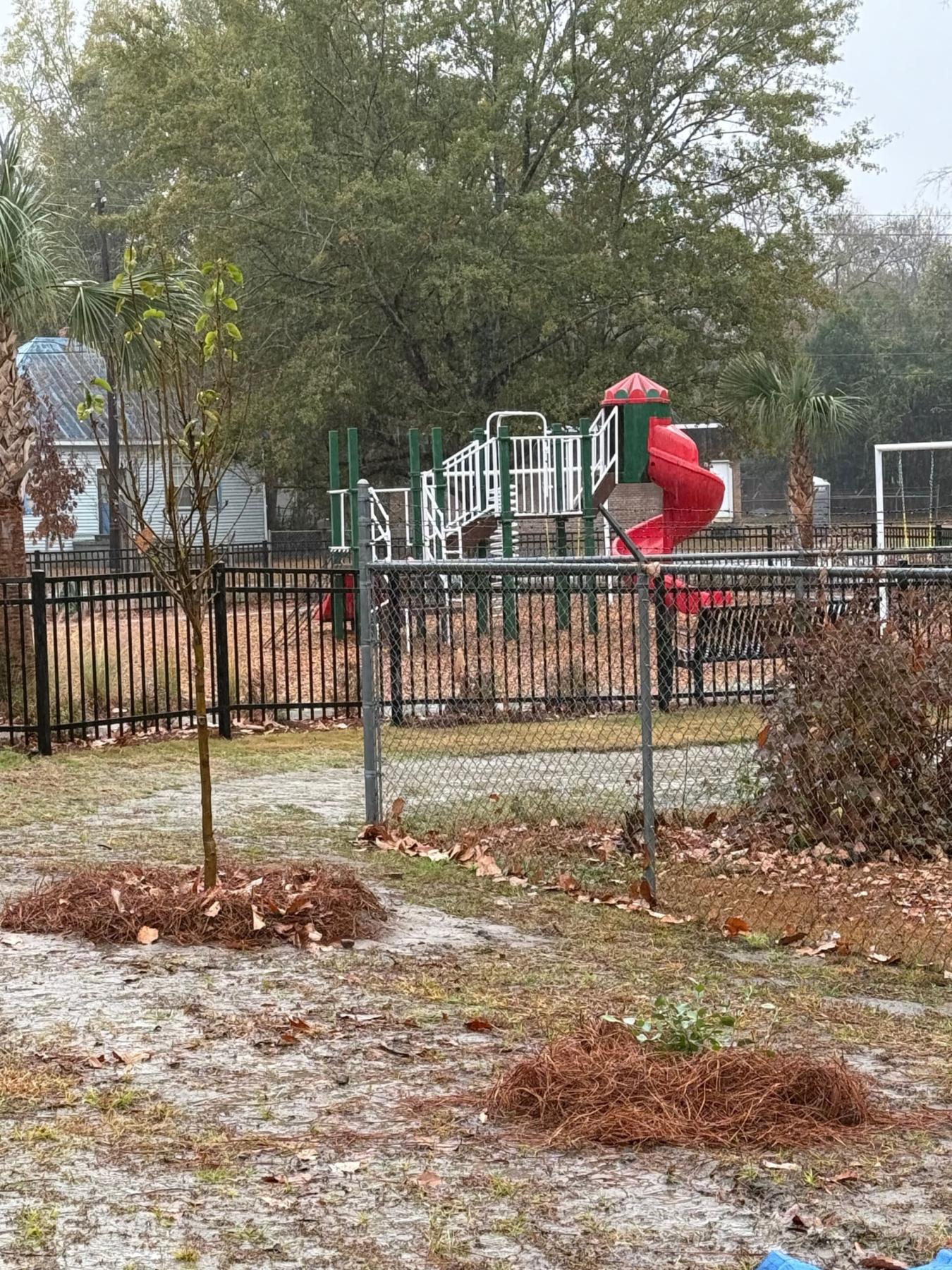 The newly planted tree at Westend Park.