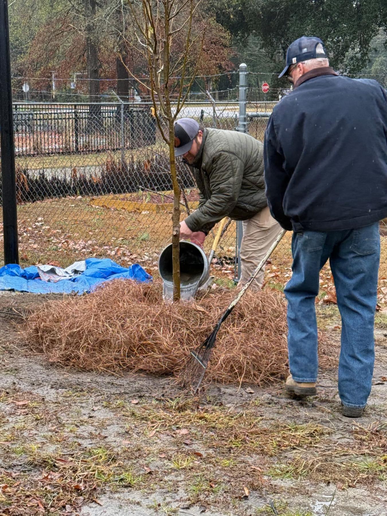 Parks and Gardens staff, Brock McDaniels, waters the new tree.